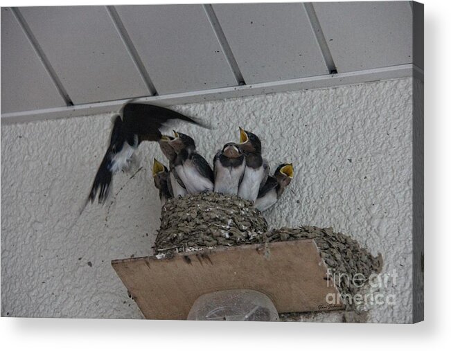  Swallow's Nest Acrylic Print featuring the photograph Swallows family by Yumi Johnson