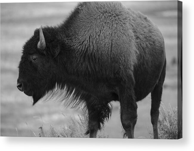 Baeuty In Beasts- Yellowstone Images- Yellowstone Wildlife- Bison In Ynp - Black And White Imagery- Prayers And Abundance- Sacred Animals. Acrylic Print featuring the photograph The Beauty of Yellowstone by Rae Ann M Garrett