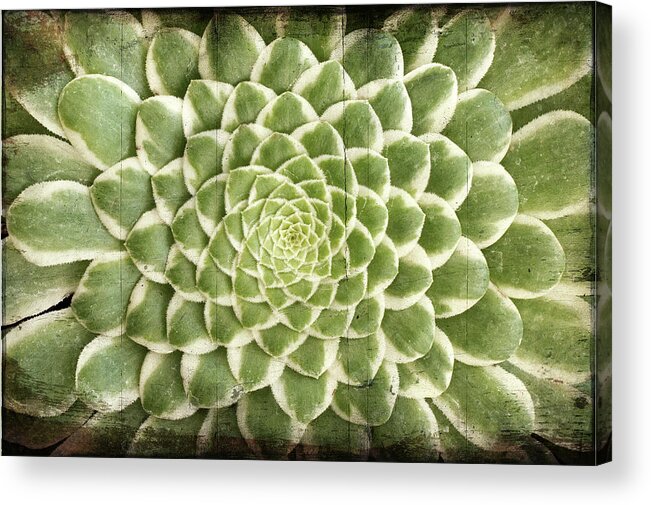 Aeonium Acrylic Print featuring the photograph Aeonium Succulent #1 by Catherine Lau