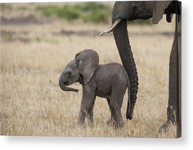 00784040 Acrylic Print featuring the photograph African Elephant Mother And Under 3 by Suzi Eszterhas