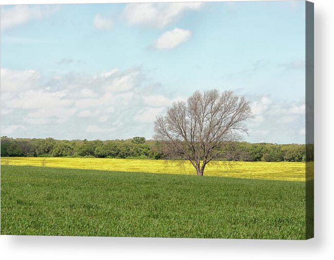 Oak Tree Acrylic Print featuring the photograph All Alone #2 by Victor Culpepper