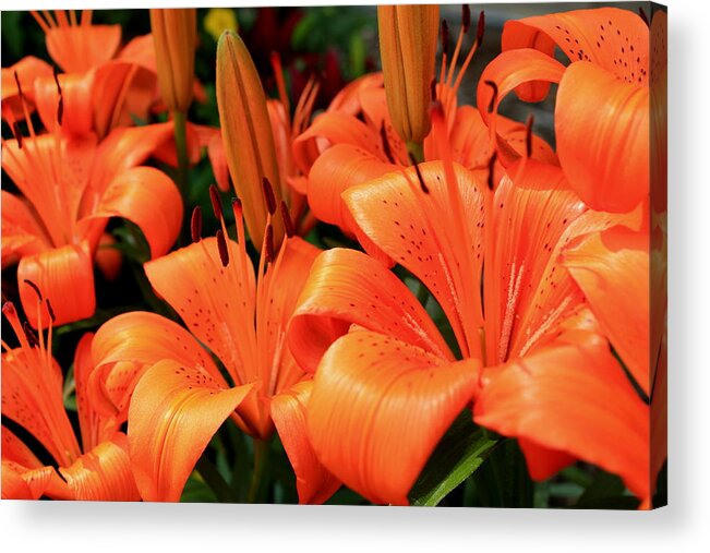 Orange Acrylic Print featuring the photograph All consuming orange #1 by Trent Mallett
