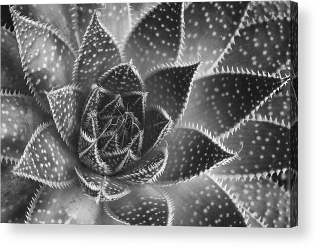 Aloe Aristata Acrylic Print featuring the photograph Aloe aristata Succulent Plant abstract details #2 by Michalakis Ppalis