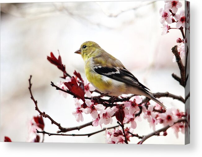 Birds Acrylic Print featuring the photograph American Goldfinch in Spring by Trina Ansel