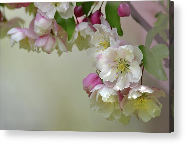 Flower Acrylic Print featuring the photograph Apple Blossoms by Ann Bridges