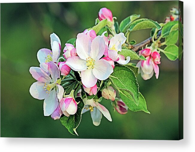 Apple Blossoms Acrylic Print featuring the photograph Apple Blossoms #1 by Kristin Elmquist
