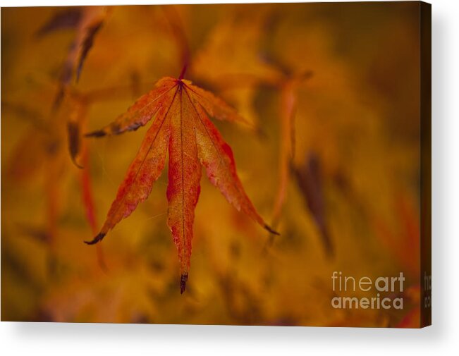 Pacific Northwest Acrylic Print featuring the photograph Autumn Colors #1 by Jim Corwin