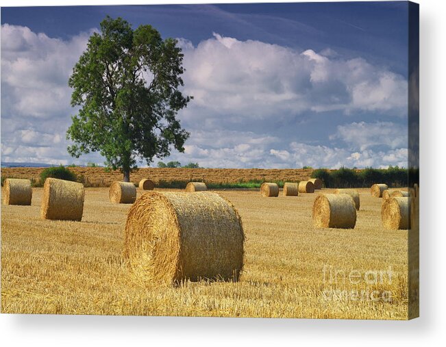 Haybales Acrylic Print featuring the photograph Autumn Hay Bales #1 by Martyn Arnold