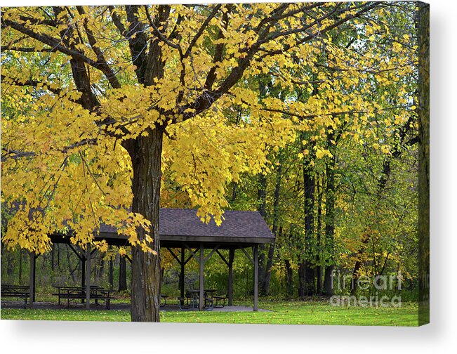 Maple Acrylic Print featuring the photograph Beautiful Day #1 by Deb Halloran