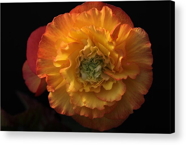 Flower Acrylic Print featuring the photograph Billowy Ruffles by Tammy Pool