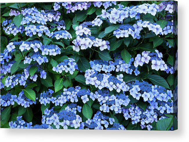 Theresa Tahara Acrylic Print featuring the photograph Miksang 12 Blue Hydrangea by Theresa Tahara