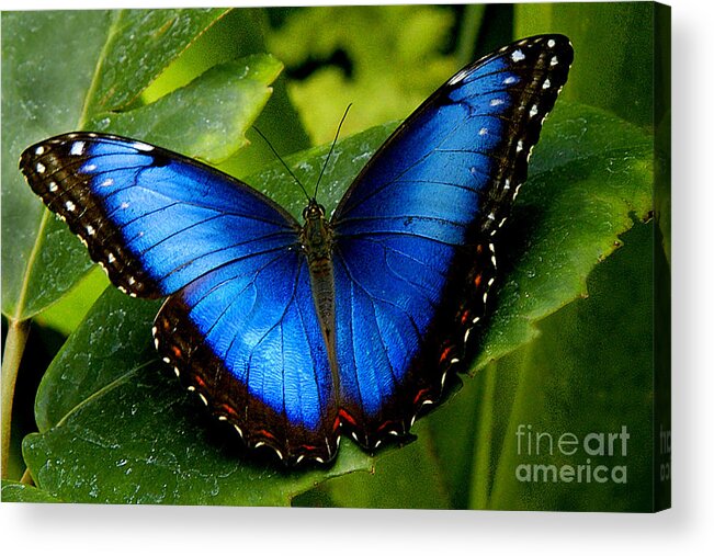 Butterfly Acrylic Print featuring the photograph Blue Morpho by Neil Doren