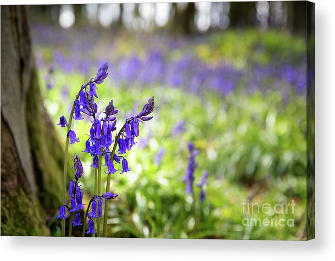 Spring Acrylic Print featuring the photograph Bluebells #1 by Jane Rix