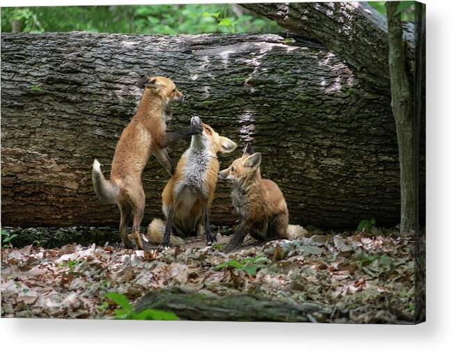 Fox Acrylic Print featuring the photograph Box dad in the nose #1 by Dan Friend