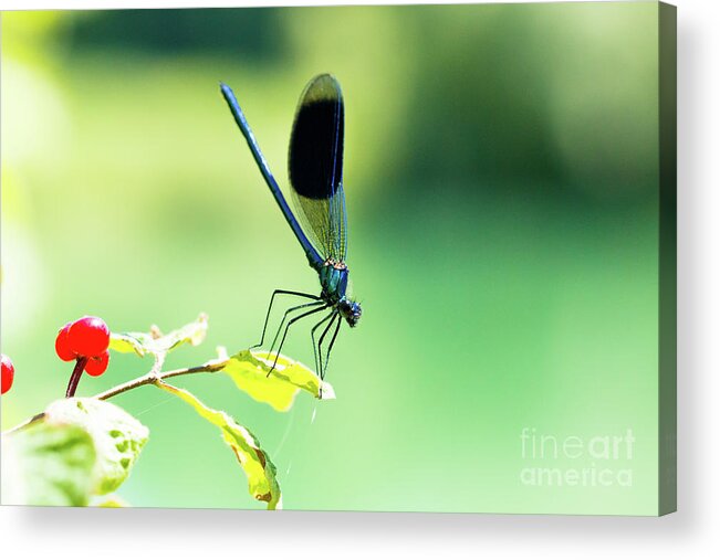 Countryside Acrylic Print featuring the photograph Broad-winged Damselfly, Dragonfly by Amanda Mohler