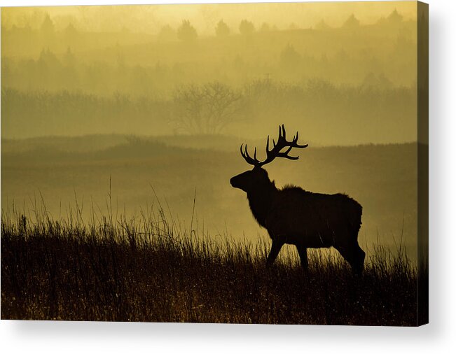 Jay Stockhaus Acrylic Print featuring the photograph Bull Elk #1 by Jay Stockhaus