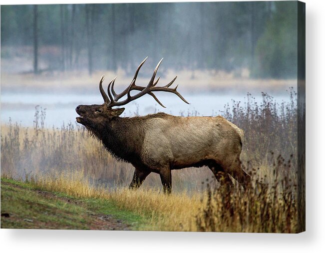 Elk Acrylic Print featuring the photograph Bull Elk #1 by Wesley Aston