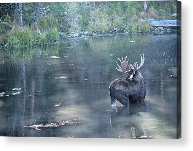 Bull Moose Acrylic Print featuring the photograph Bull Moose Reflection #1 by Marta Alfred