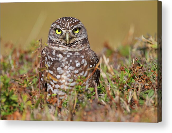 Owl Acrylic Print featuring the photograph Burrowing Owl #1 by Bruce J Robinson
