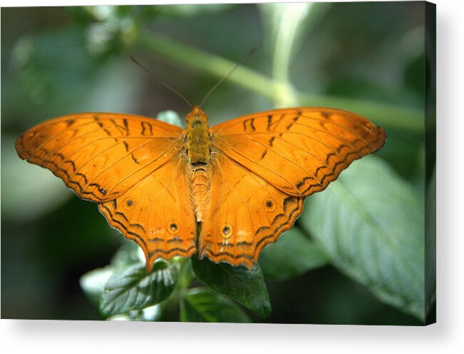 Butterfly Acrylic Print featuring the photograph Butterfly by Jerry Cahill