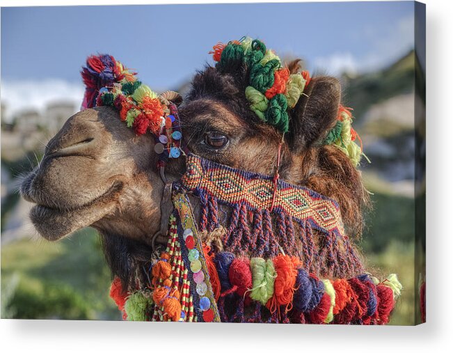 Camel Acrylic Print featuring the photograph Camel #1 by Joana Kruse