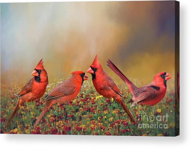 Cardinals Acrylic Print featuring the photograph Cardinal Quartet #1 by Bonnie Barry