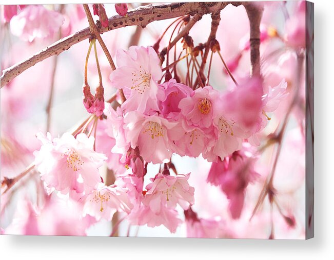 Spring Acrylic Print featuring the photograph Cherry Blossoms #1 by Trina Ansel