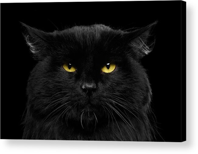 Black Acrylic Print featuring the photograph Close-up Black Cat with Yellow Eyes by Sergey Taran
