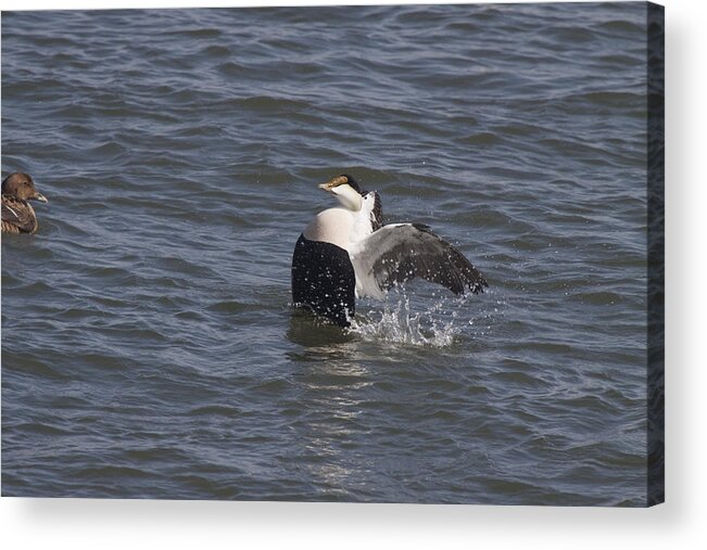 Birds Acrylic Print featuring the photograph Common Eider #1 by David Bishop