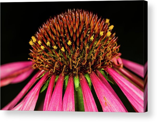 Jay Stockhaus Acrylic Print featuring the photograph Cone Flower #1 by Jay Stockhaus
