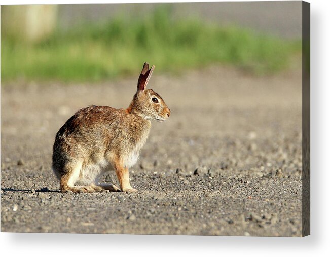 Cottontail Rabbit Acrylic Print featuring the photograph Cottontail Rabbit Stony Brook New York #1 by Bob Savage