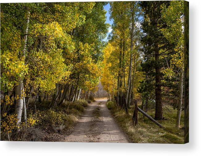 Trees Acrylic Print featuring the photograph Country Road #1 by Cat Connor
