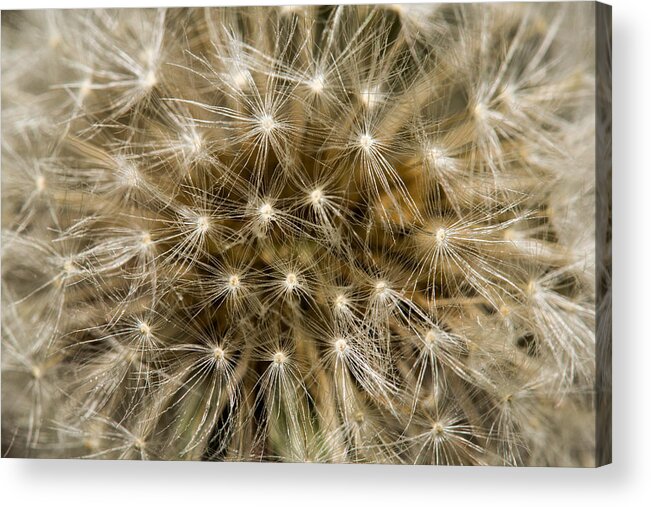 2016 Acrylic Print featuring the photograph Dandelion #1 by Shawn Jeffries