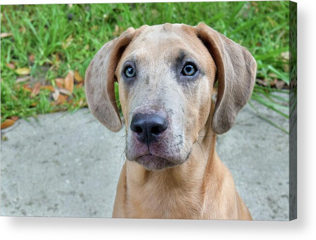 Photograph Acrylic Print featuring the photograph Dante #1 by Larah McElroy