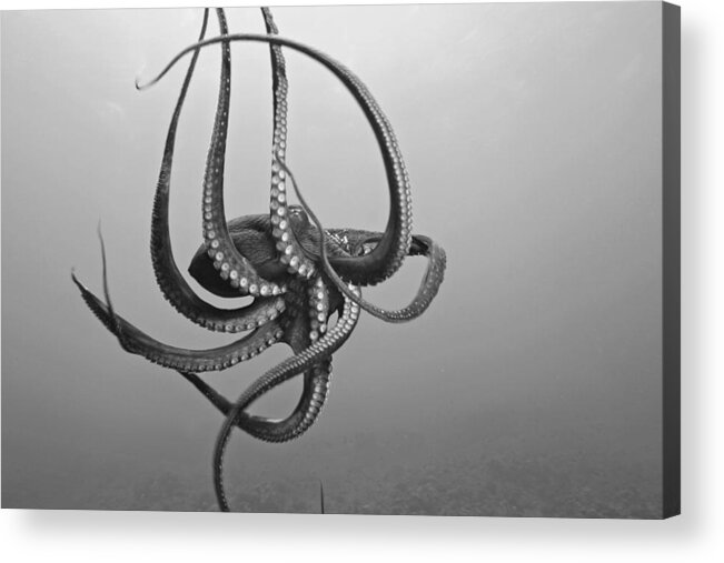 Animal Art Acrylic Print featuring the photograph Day Octopus #1 by Dave Fleetham - Printscapes