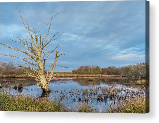 North Spit Acrylic Print featuring the photograph Dead Tree in Marsh #1 by Greg Nyquist