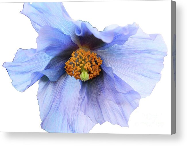 Flowers Acrylic Print featuring the photograph Delicate Blue #1 by Cindy Manero