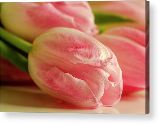 Mothers Day Acrylic Print featuring the photograph Delicate Pink Tulip #1 by Teri Virbickis