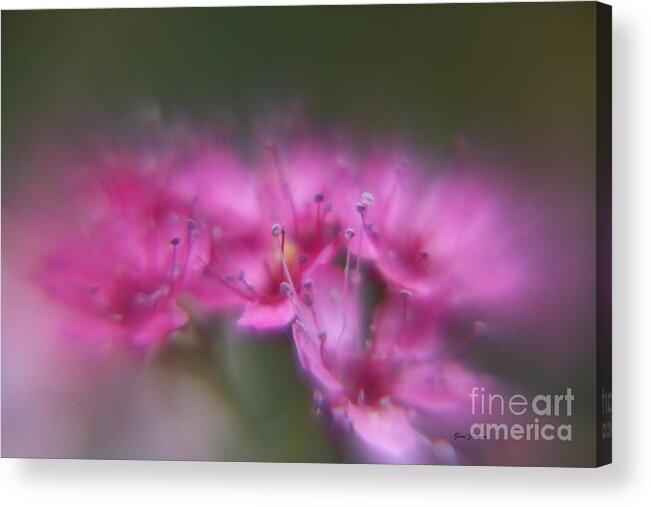 Flowers Acrylic Print featuring the photograph Dreaming #1 by Yumi Johnson