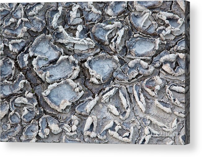 Mud Acrylic Print featuring the photograph Drying Cracked Mud #1 by Inga Spence