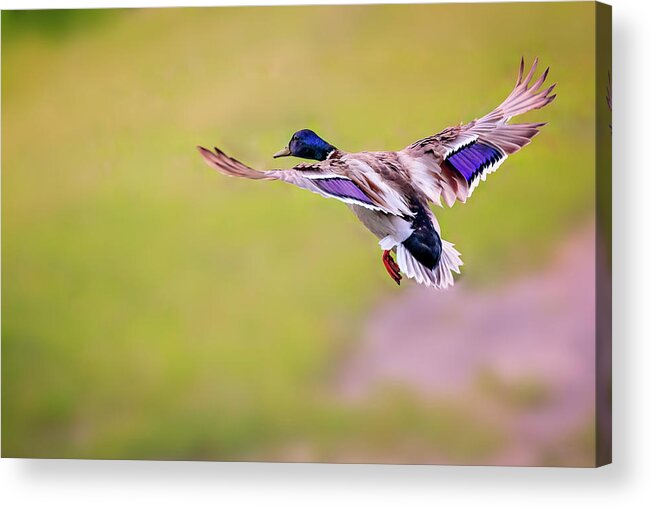 Animal Acrylic Print featuring the photograph Duck-drake #1 by Peter Lakomy