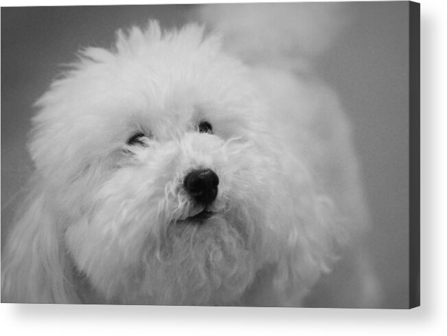  Acrylic Print featuring the photograph Dusty... #1 by The Art Of Marilyn Ridoutt-Greene