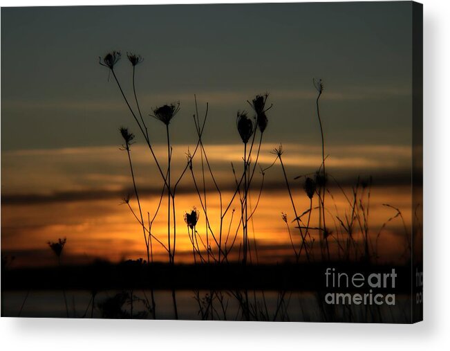 Nature Acrylic Print featuring the photograph Evening Light #2 by Marcia Lee Jones
