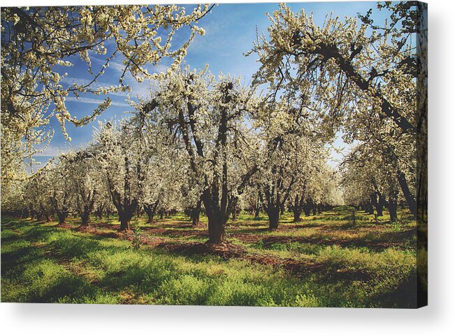 Spring Acrylic Print featuring the photograph Everything is New Again #2 by Laurie Search