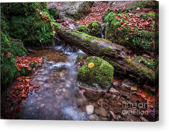 Autumn Acrylic Print featuring the photograph Fall In The Woods by Hannes Cmarits