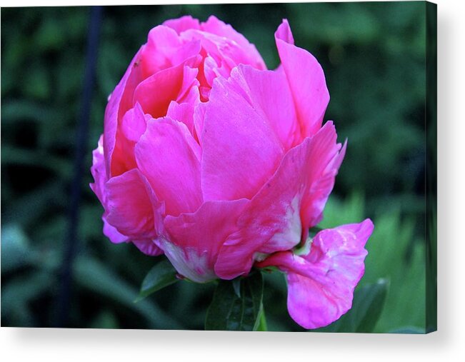 Peony Acrylic Print featuring the photograph Falling for a Fairytale #1 by Michiale Schneider