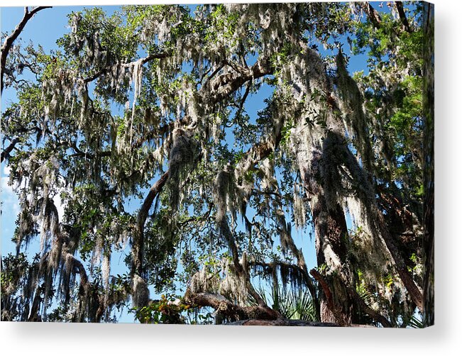 Spanish Moss On Trees Acrylic Print featuring the photograph Feathery Spanish Moss #1 by Sally Weigand