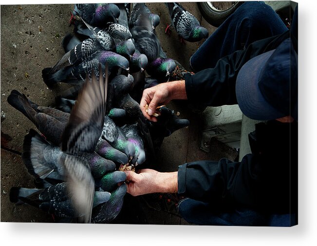 Phenicie Acrylic Print featuring the photograph Feeding the Pigeons #1 by James David Phenicie