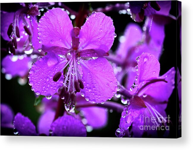 Summer Acrylic Print featuring the photograph Fireweed with Dew #1 by Thomas R Fletcher