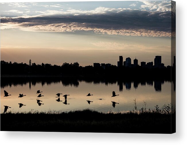 Geese Acrylic Print featuring the photograph First Flight at Sunrise by Kevin Schwalbe